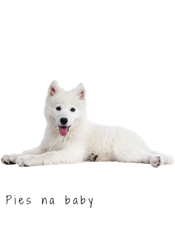 Projekt grafiki ze szczeniakiem samojeda i napisem "pies na baby"